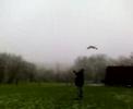 Roofvogelshow door Raf in Witry