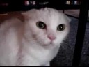 lol mad pussy