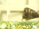 haplochromis f haplochromis f