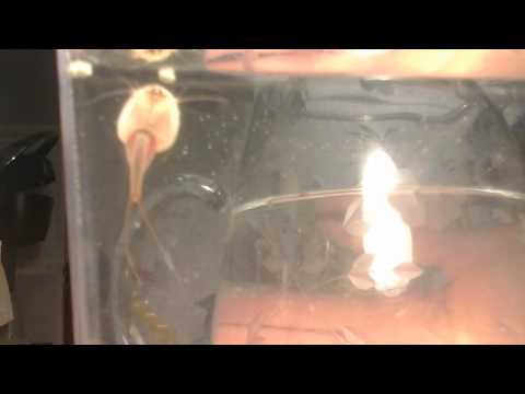 how to care triops