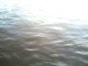 Pantanal, pintado pego pelo rabo, acredite vendo.avi Pantanal, pintado pego pelo rabo, acredite vendo.avi