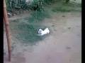 My Indian Spitz is so afraid of our Cow