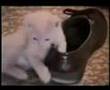 Connerie - Drôle De Chat