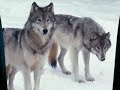 wolves and foxes wolves and foxes