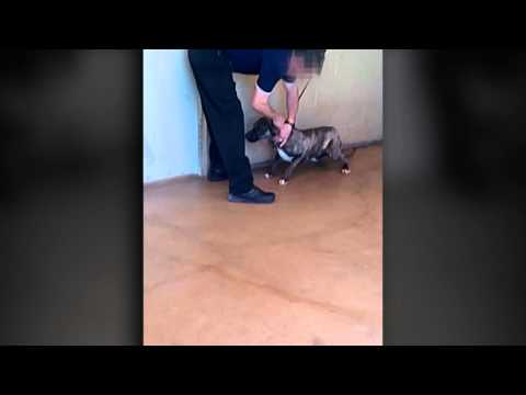 WARNING: Sensitive material - Animal Control video shows improper euthanasia practices