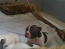 Reba babies 4 weeks Reba babies 4 weeks