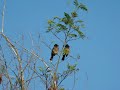 Dec 20 2007, Mhow, Indore, Madhya Pradesh, India.I saw this pair of Bulbuls on the branch of a subabul tree on a cold and sunny December morningRed Vented Bulbul: Pycnonotus Cafer