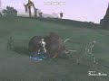 Lineage II daggers pvp in L2killers