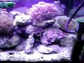 120gal reef tank