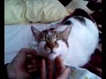 Sweet Cat - Tatli kedi