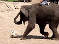Elephant Kickball