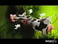 Crazy Cow Dance2