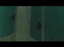 Fighting Spiders - Bedmaking Fighting Spiders - Bedmaking