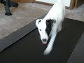 Working dog works out
