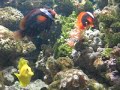Clown Fish in Coral