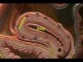 Female Reproductive Model - Midsagittal View.avi