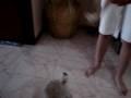 videos de la perra que camina