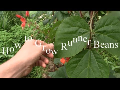 how to grow red beans