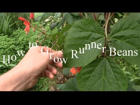 how to grow scarlet runner beans