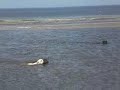 nino tosca en buddy aan het strand nino tosca en buddy aan het strand