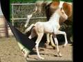Legacy Arabians CA IVORY GOLD CREMELLO at stud