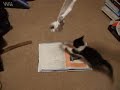 Cats Gone Wild