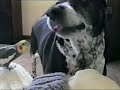 nauhoitettu ohjelmasta hauskat kotivideot.recorded from program america's funniest home videos