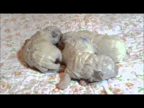 Bichon Frise male puppy for sale