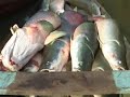 A Pesca na Várzea Amazônica -- versão reduzida