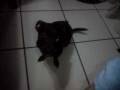 My Little Chihuahua Crying