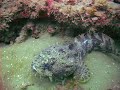 Offshore Ledge