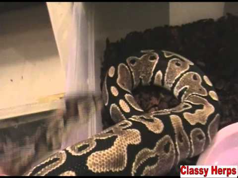 how to care for a baby ball python