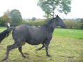 chevaux fous