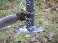 stopping-squirrels-from-eating-at-the-bird-feeder.html