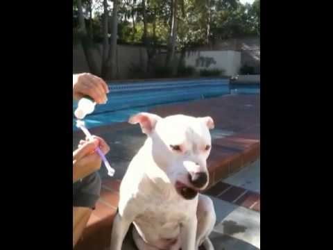pitbull teeth
