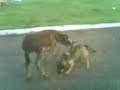 dog feeding donkey part 2