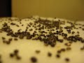 Timelapse film of growing cress - CHDK Timelapse film of growing cress - CHDK