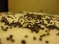 Timelapse film of growing cress - CHDK