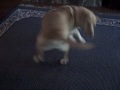 Maverick and his tail...A love story.AVI
