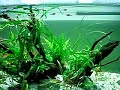 3 Feet Island Aquascaping Tank 3 Feet Island Aquascaping Tank