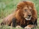 More Animals More Animals