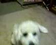 Coton