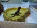 Newly Hatched Water Dragon Having A Little Bath Newly Hatched Water Dragon Having A Little Bath