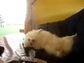 Blanca