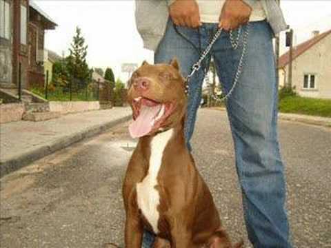 american pitbull