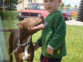 american pit bull terrier red nose  ori borys logan