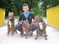 american pit bull terrier red nose  ori borys logan