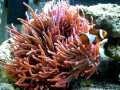 videos de My clownfish in his new rose bubble tip anemone (Entacmaea quadricolor)