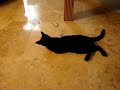 i like to introduce you all to my kitten salem! i've been meaning to make this video for a while, but been busy and side tracked with other stuff till now so enjoy. 

about salem

i got salem at 2 months of age at an adoption center. i love halloween and i always thought black cats where cool so when i went out to look for a kitten, a black one in mind, or better put a bombay kitten was what i set my sights on. ironically i hit the triple 