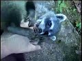 MÃO PELADA Procyon cancrivorus - filhote abandonado